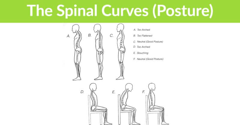 Function of the Human Spine | What to Know | Austin Chiropractor