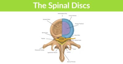 how many discs in spine