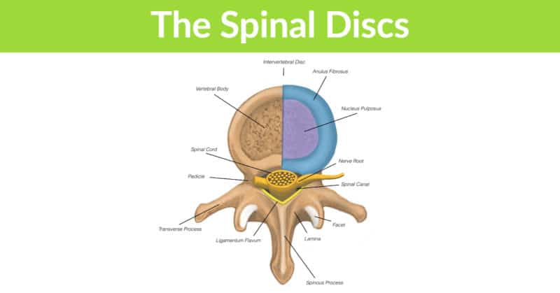 how many discs in spine