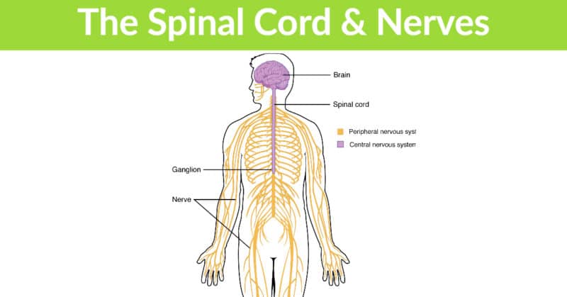 Function of the Human Spine | What to Know | Austin Chiropractor