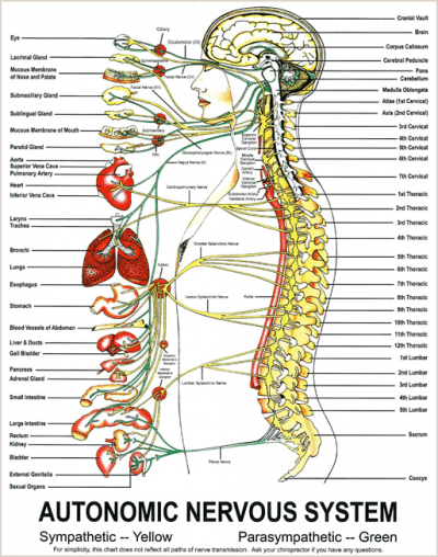 autonomic-nervous-system | Family Health Chiropractic