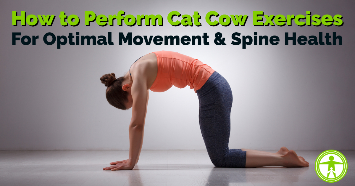 Woman in Yoga Cat Cow Pose, Two Steps To Stretch the Back and Promote  Spinal Flexibility. Illustration about Exercise Stock Vector - Illustration  of posture, extension: 204408864