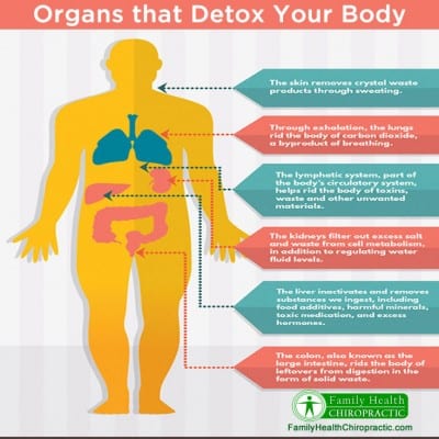 Organs that Detox Your Body | Family Health Chiropractic